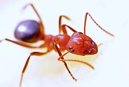 fire ant on white background