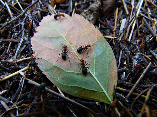 grapevine-lawn-care-fire-ants