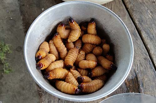 grubs on the bucket