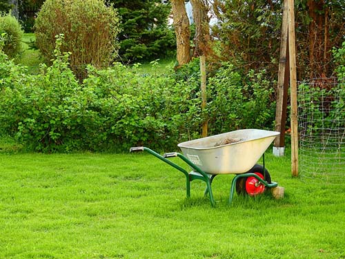 wheelbarrow in the lawn